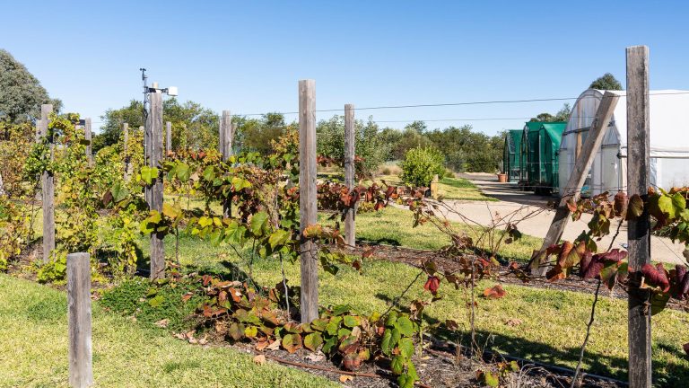 Outdoor view of a small vineyard or grape trellis at the Bendigo TAFE Charleston Road Campus, with vines growing on wooden posts, a grassy area, and several white and green poly tunnels/greenhouses visible in the background.