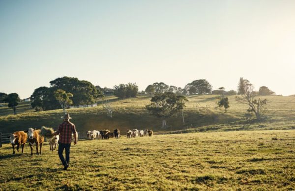 Farmer in a paddock feeding cows